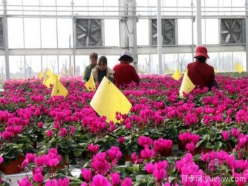 扬州高邮：每天发货30万株，花工厂绽放乡村振兴致富花