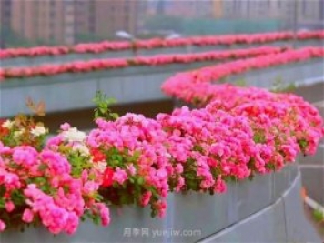 杭州有全国最美花路，大道两旁开满月季花，堵车都是享受
