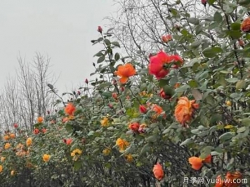 严冬月季花盛开，杭州高架月季实现超长待机