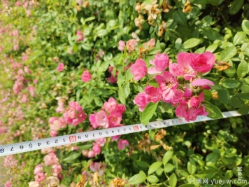 安吉拉月季盆栽苗，60厘米高基地发货