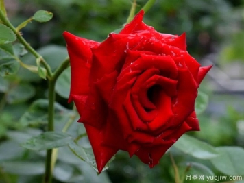 2023年情人节十大玫瑰品种销量榜，卡罗拉位居首位