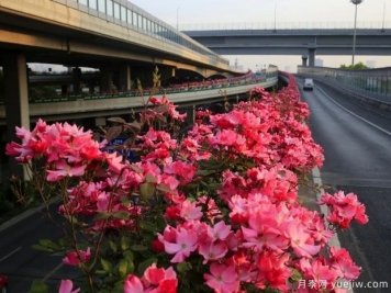 30万株新品种，杭州高架月季会带来什么样的惊喜？