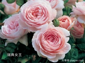 100种月季玫瑰品种图鉴大全，你认识有没有超过10个？