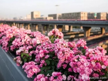 杭州高架月季实现定期开花，是如何进行花期调控的？