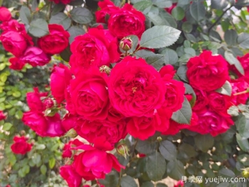 6款红色系的藤本月季品种，适合打造网红花墙