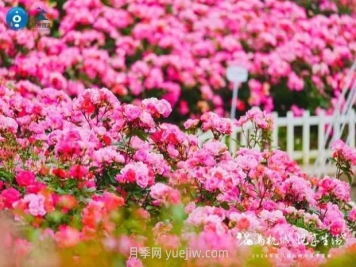 2024年第二届杭州市月季花展举办，赏500万株月季