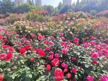 郑州月季公园40万株月季竞相绽放，感受花漾生活