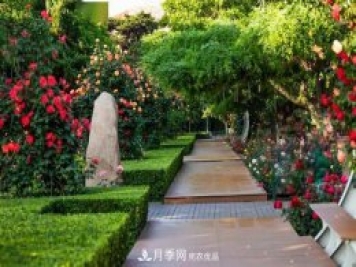 秦皇岛适合养月季花，市花和市树是什么