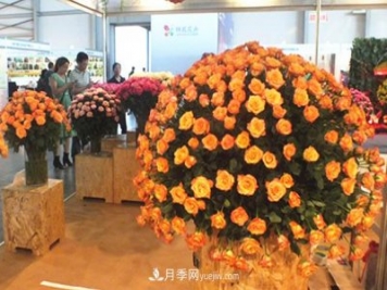 2020年云南“10大名花”千万元奖励，多个月季种苗获奖
